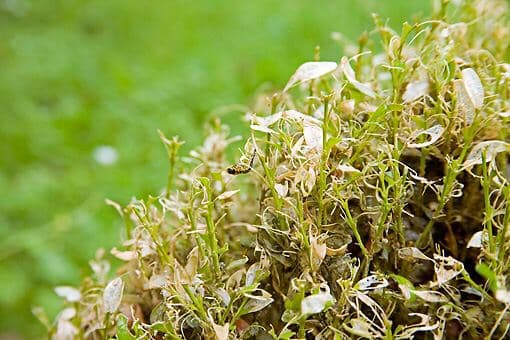 Самшитова вогнівка - що це, і як з нею боротися