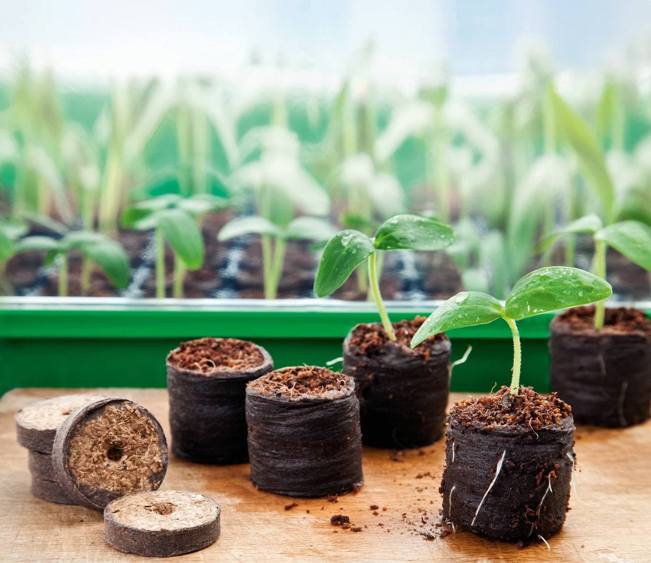 Торф'яні таблетки - найкращий вибір для розсади