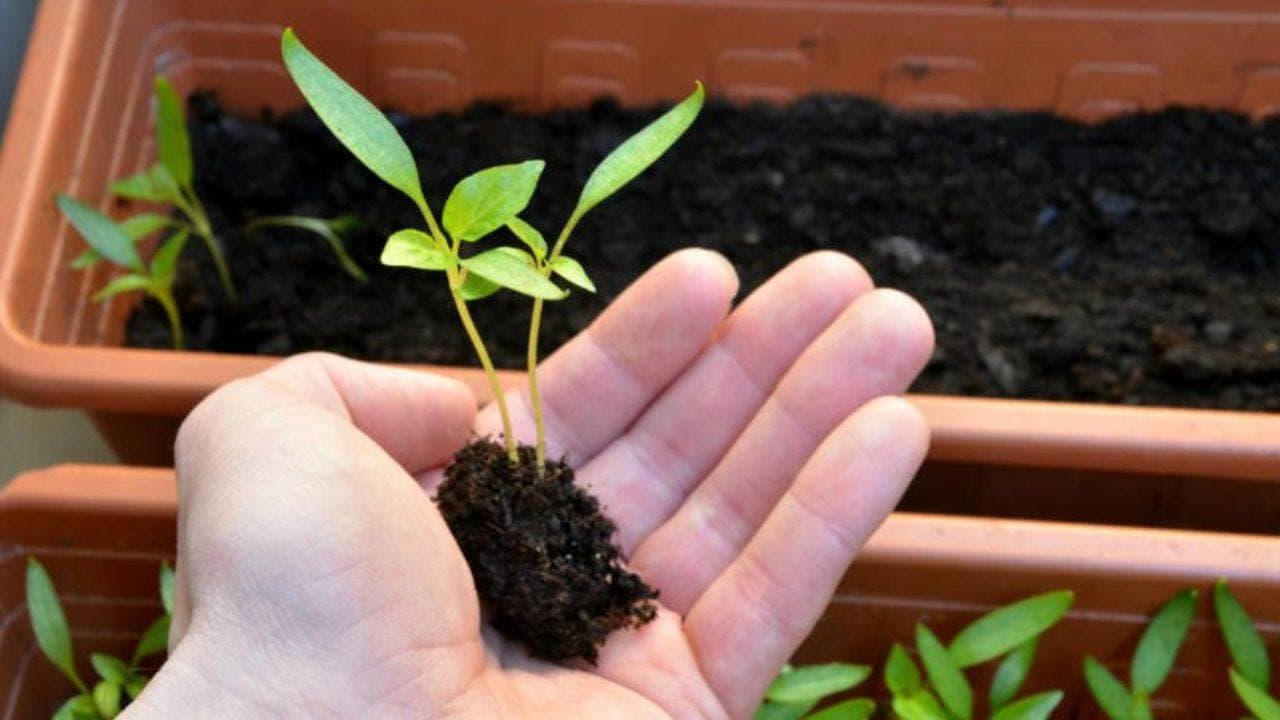 Пікіровка розсади