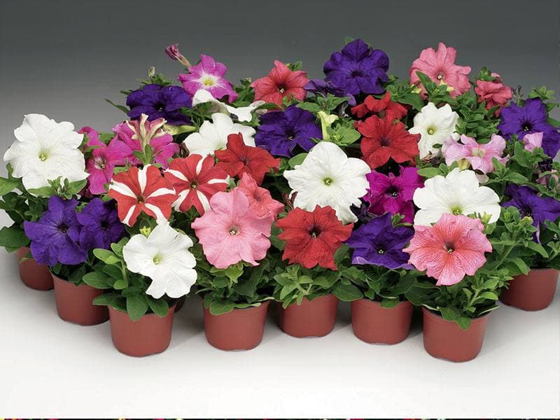 Як виростити хорошу розсаду петунії