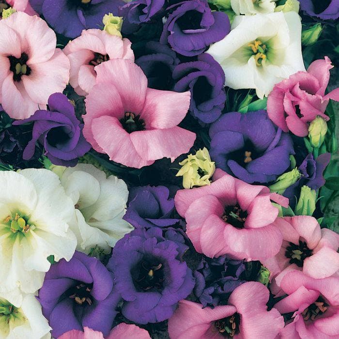 Еустома. Як виростити еустому в саду та теплиці?