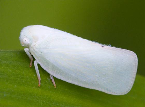 Американська біла цикадка. Без паніки!