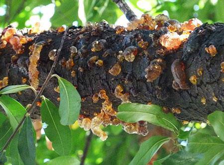 Камедетеча (гомоз) кісточкових. Як скасувати «вирок» дереву