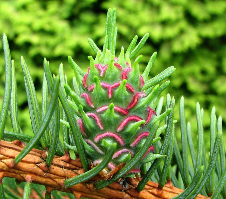 Хермес хвойних. Що це і як з ними боротися?