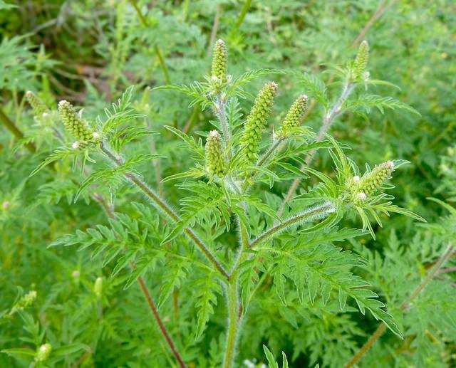 Як швидко позбутися від амброзії