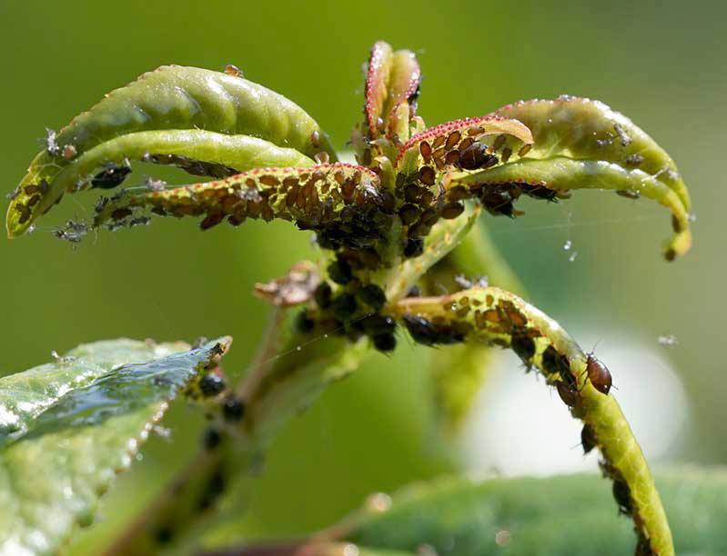 Попелиця на плодово-ягідних культурах. Хімічні та біологічні методи боротьби зі шкідником