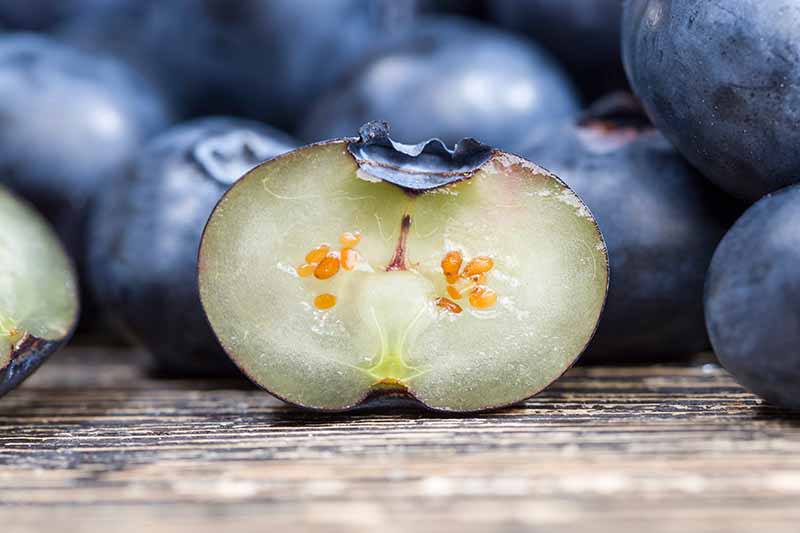 Як виростити лохину з насіння?