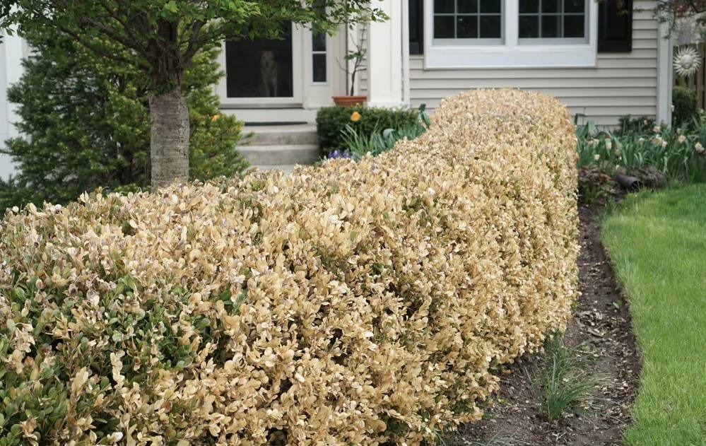 Опік самшиту або чому самшит сохне після зими. Простіше не допустити, ніж боротися!