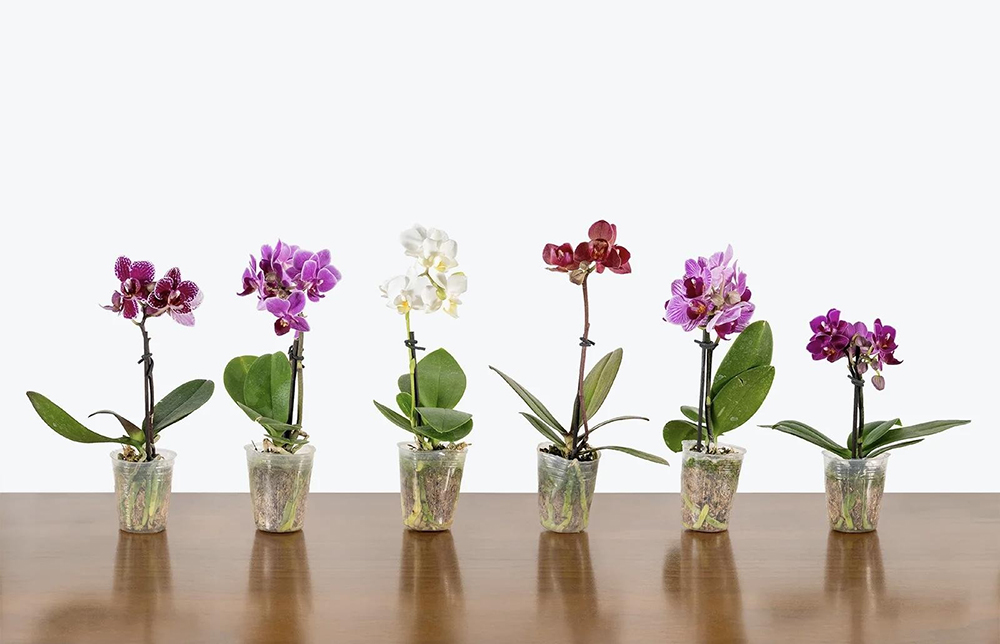 Рекомендации по уходу за орхидеями после размножения: как обеспечить успешное укоренение и рост размноженных орхидей