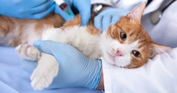 Вакцинація домашніх улюбленців 2025: повний гід для відповідальних власників