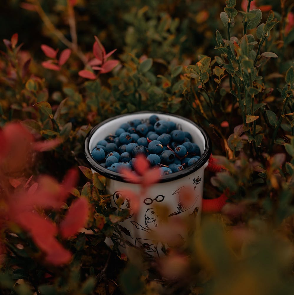 Осінні підживлення лохини: як зробити ягоди солодшими, а зимівлю — безпечною (актуально на сезон 2025–2026)