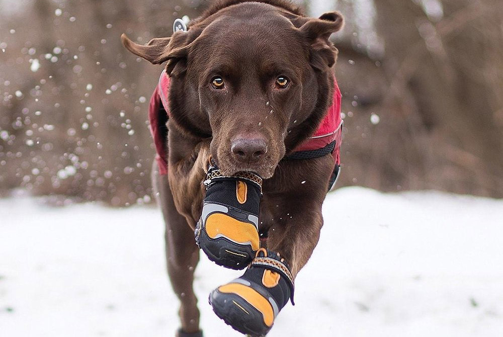 Захист лап взимку. Як уберегти вихованця?