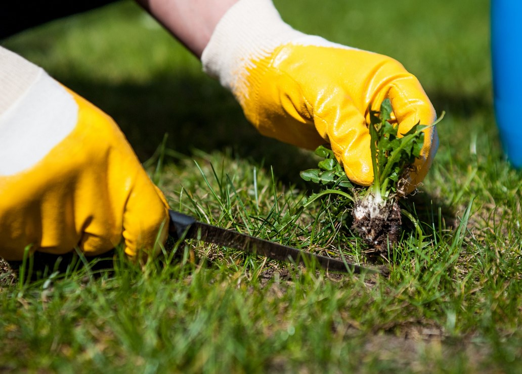 Бур'яни на газоні. Методи боротьби та профілактика. Фото бур‘янів