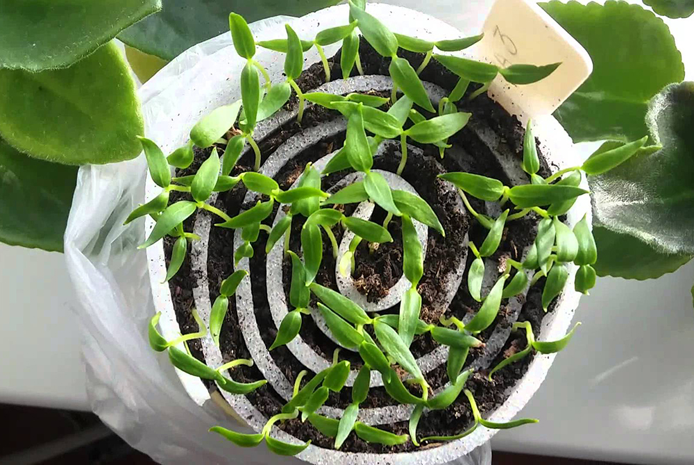 Розсада з равликів та пелюшок. За та проти