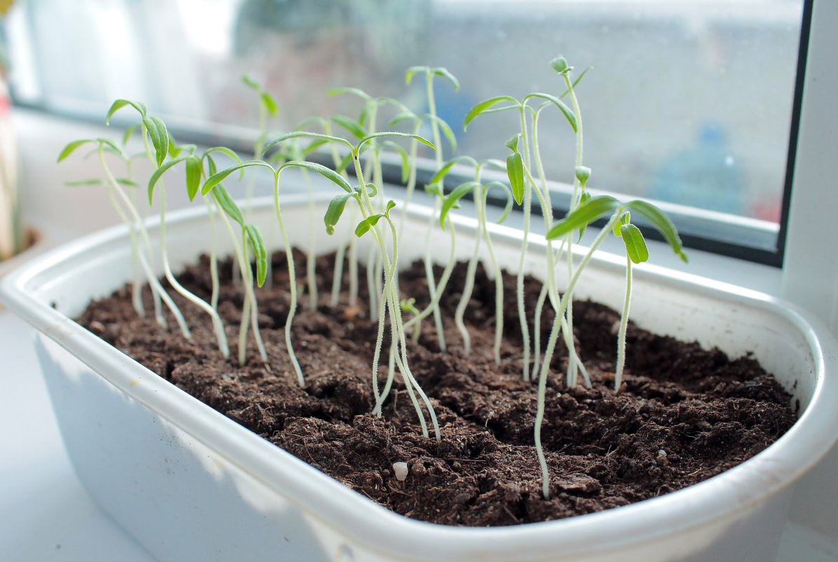 Що робити, якщо розсада тягнеться?