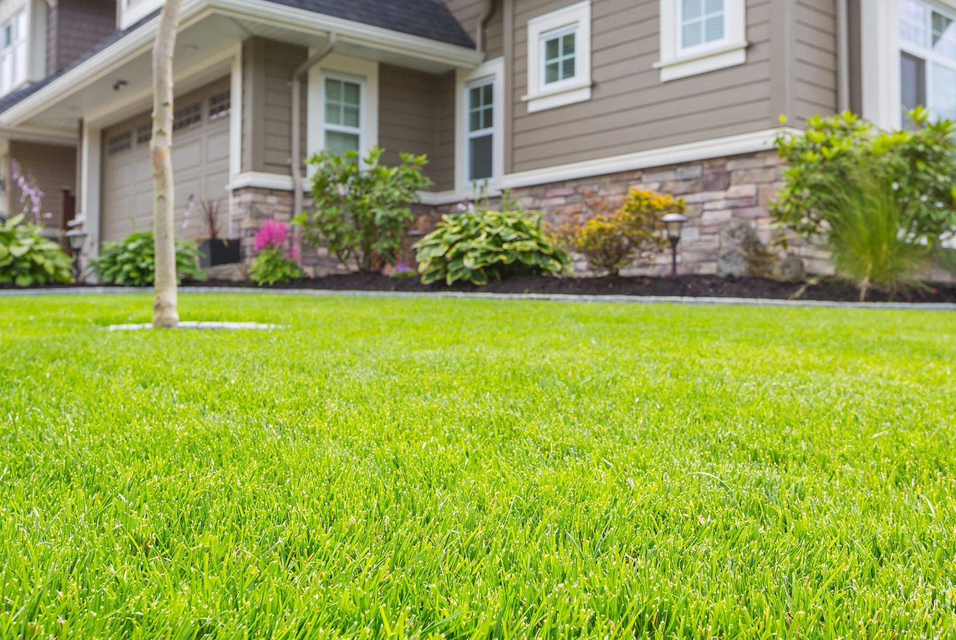 Як розпізнати і вилікувати основні «весняні» хвороби газонних трав