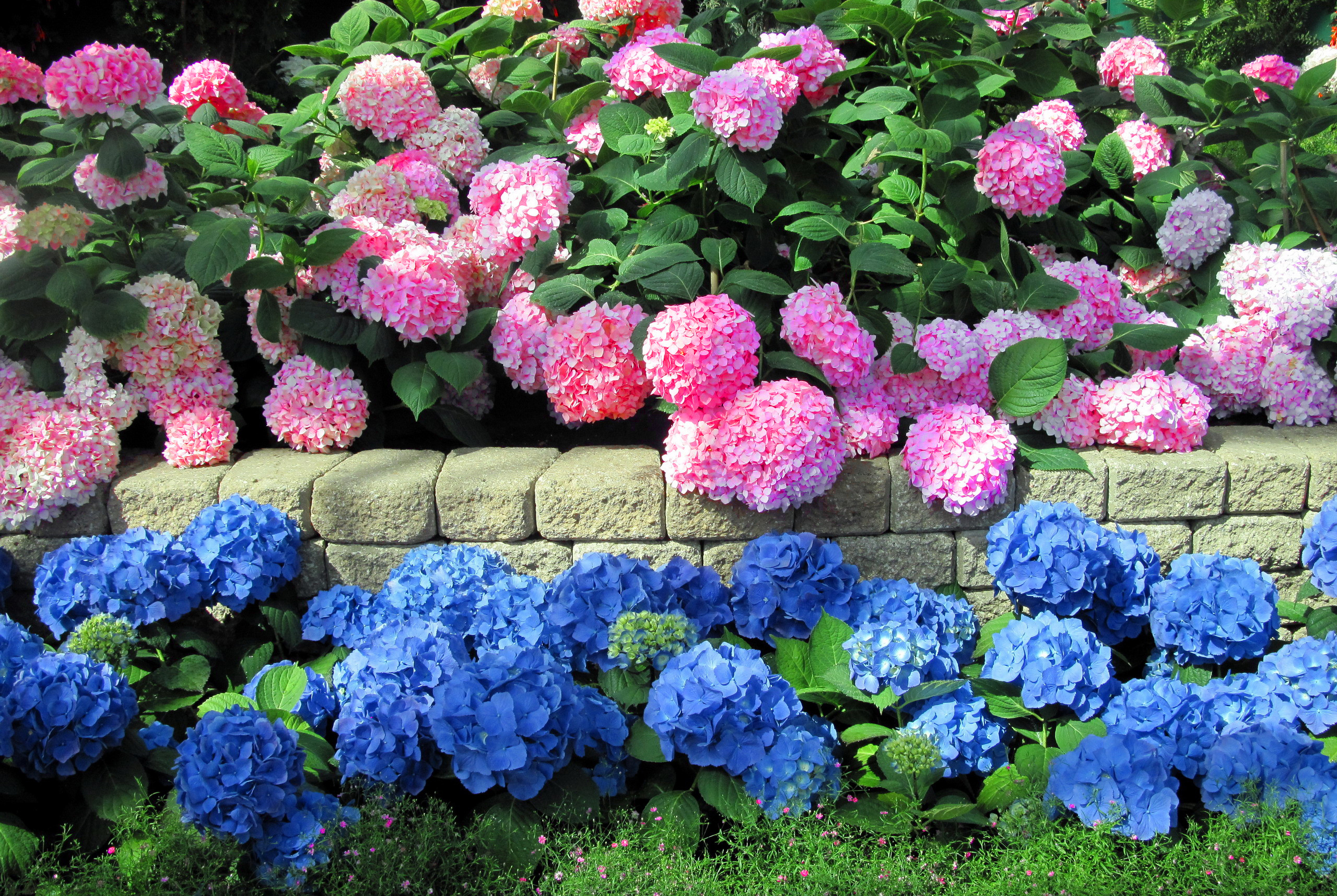 Правила підживлення гортензій. Блакитних, і не тільки