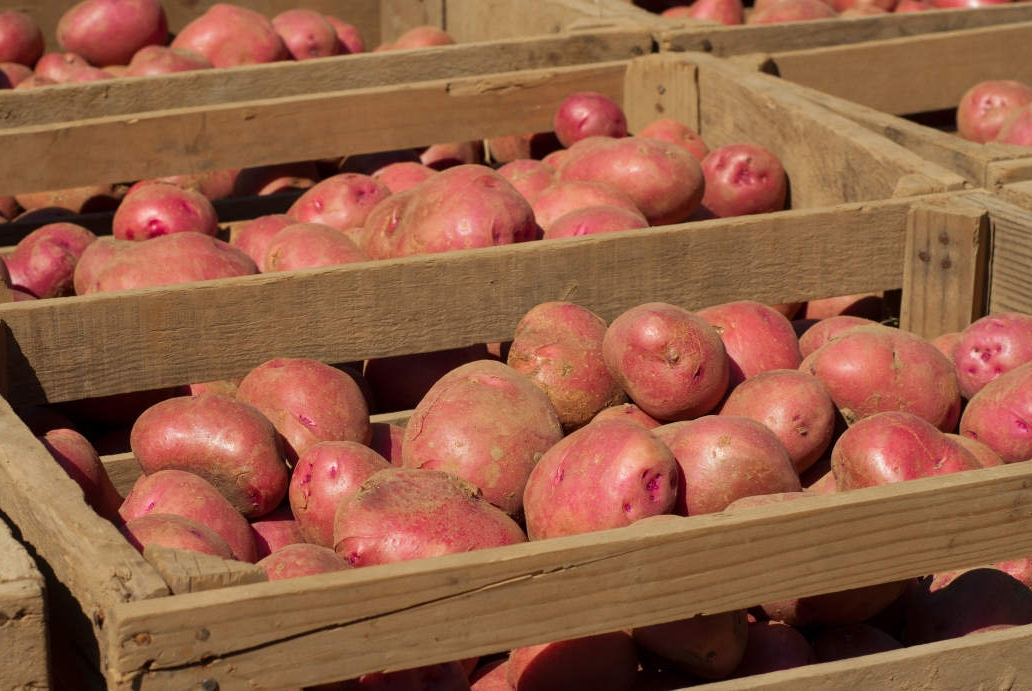 Як правильно зберігати картоплю в будинку або квартирі?