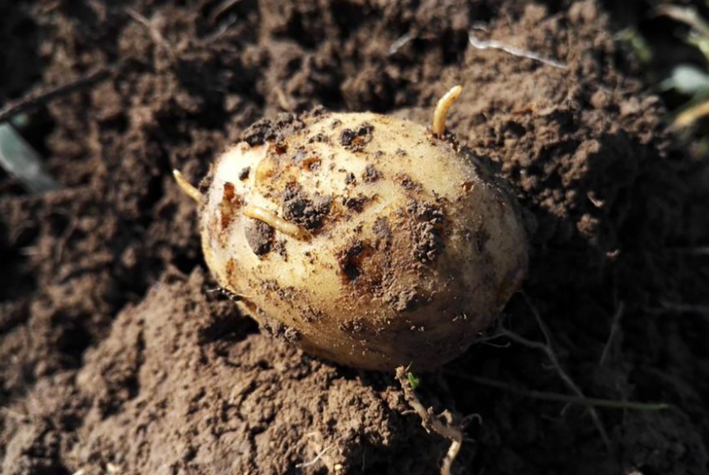 Способи боротьби з дротяником