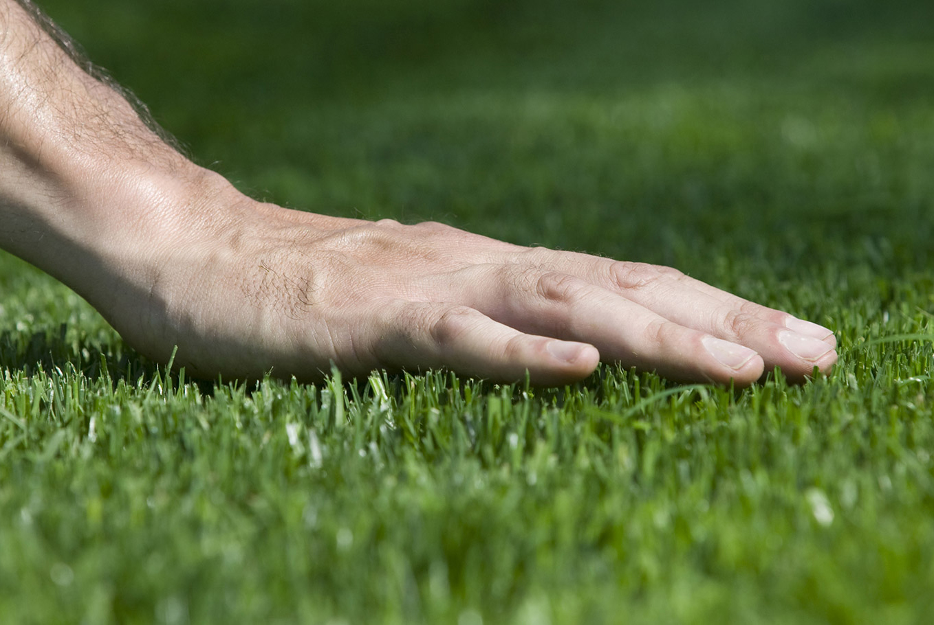 Як отримати низькорослий газон своїми руками