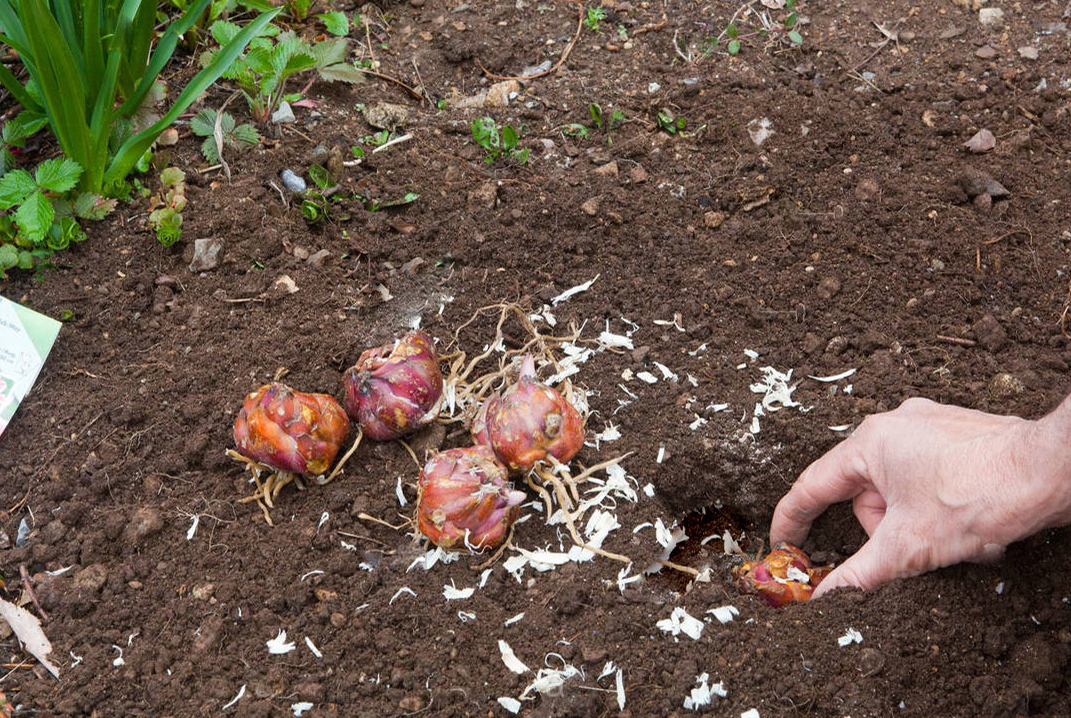Як правильно посадити лілії восени