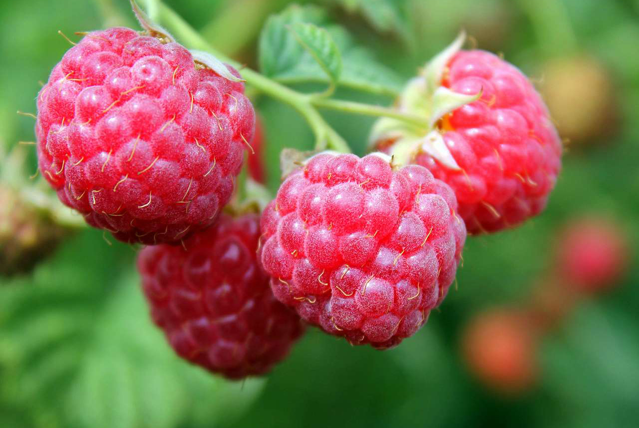 Вирощування малини на присадибній ділянці