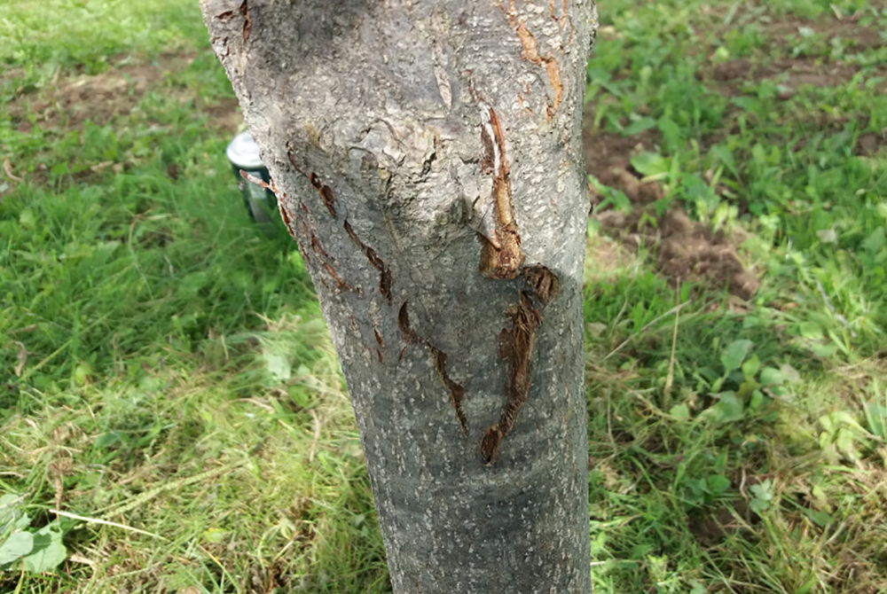 Тріщини на стовбурах. Лікування і профілактика