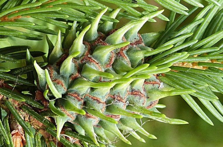 Хермес на хвойних. Проблема і її рішення