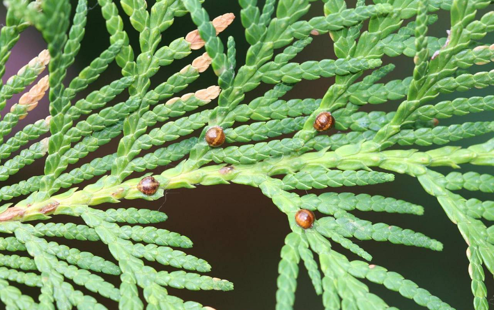 Щитівка на хвойних. Як досягти перемоги