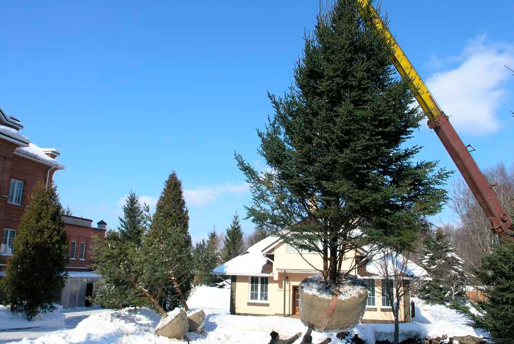 Зимові посадки дерев. Правила вибору та посадки крупномірів