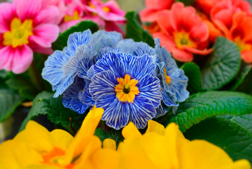 Сіємо примулу правильно