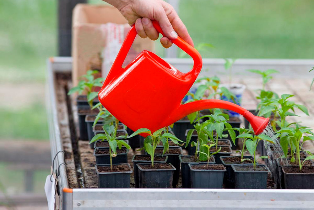 Поливаємо розсаду правильно
