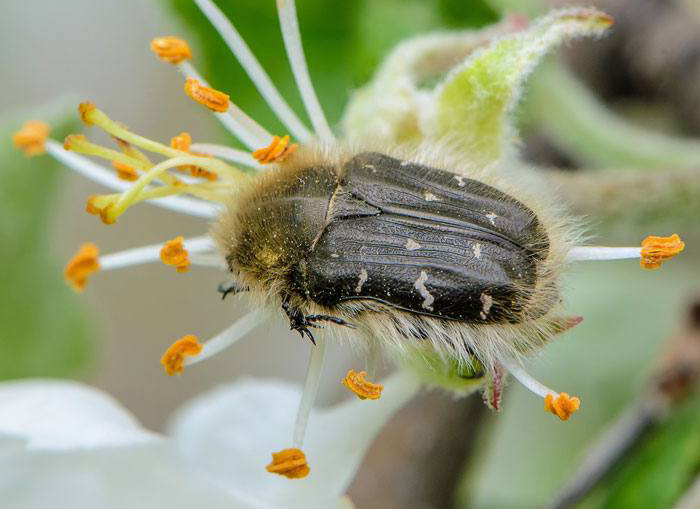 Оленка волохата. Кращі методи боротьби