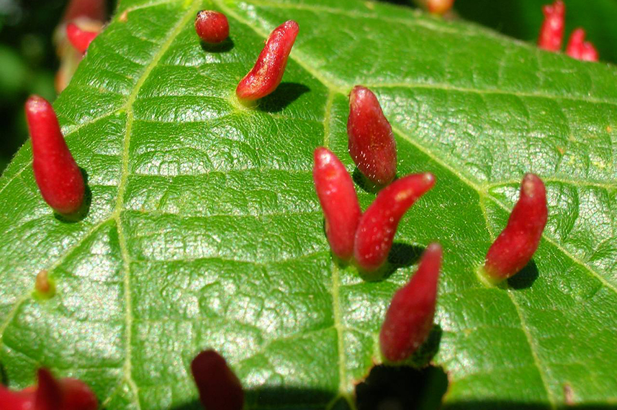 Гали на рослинах. Що це і що з ними робити?