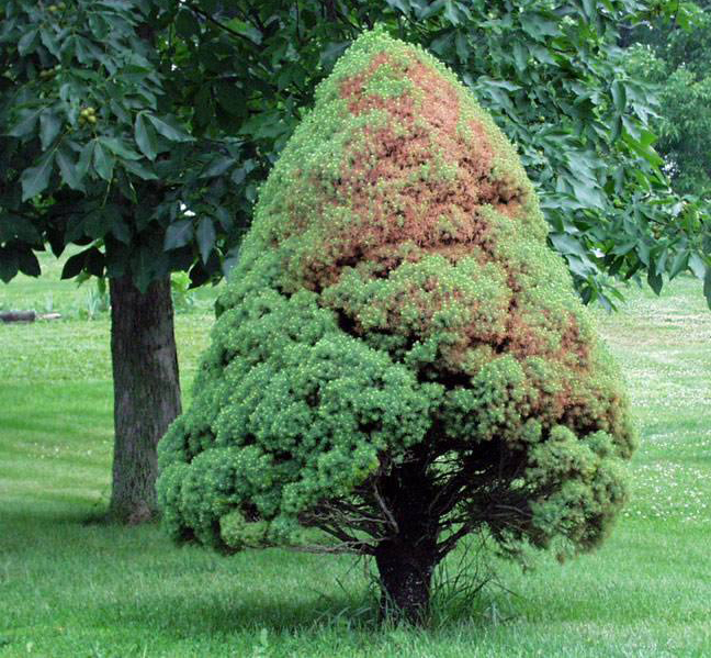 Зупинити лавину. Павутинний кліщ на хвойних