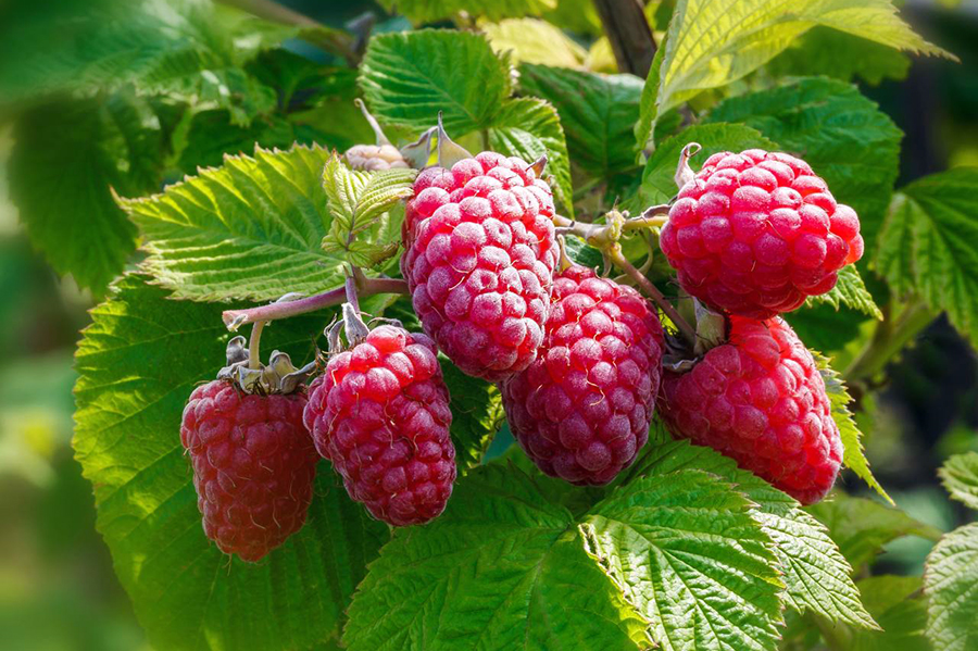 Здорова малина. Правильно боремося зі шкідниками і хворобами малини