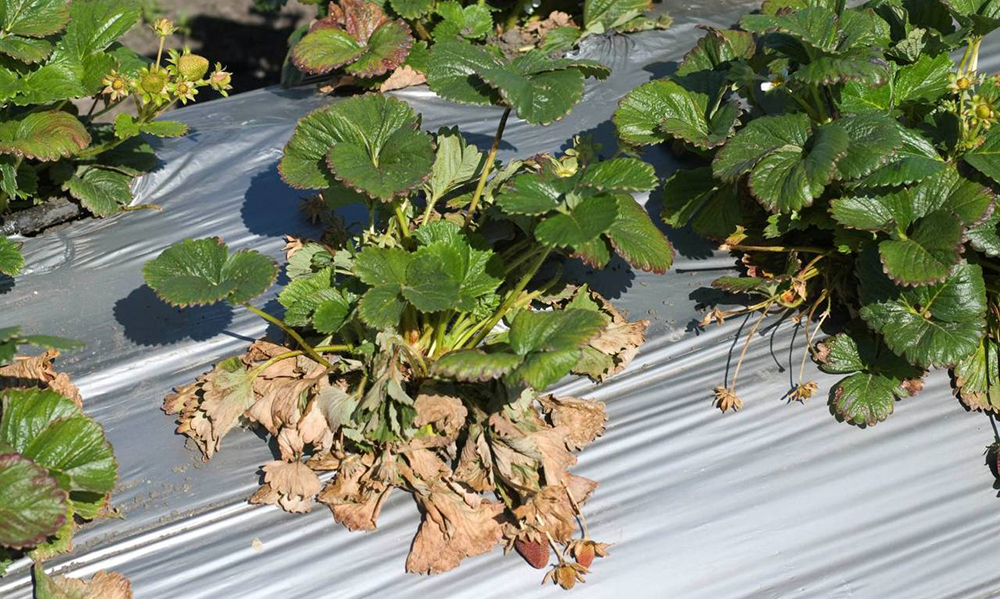 Вертицильозне в'янення - проблема і її рішення