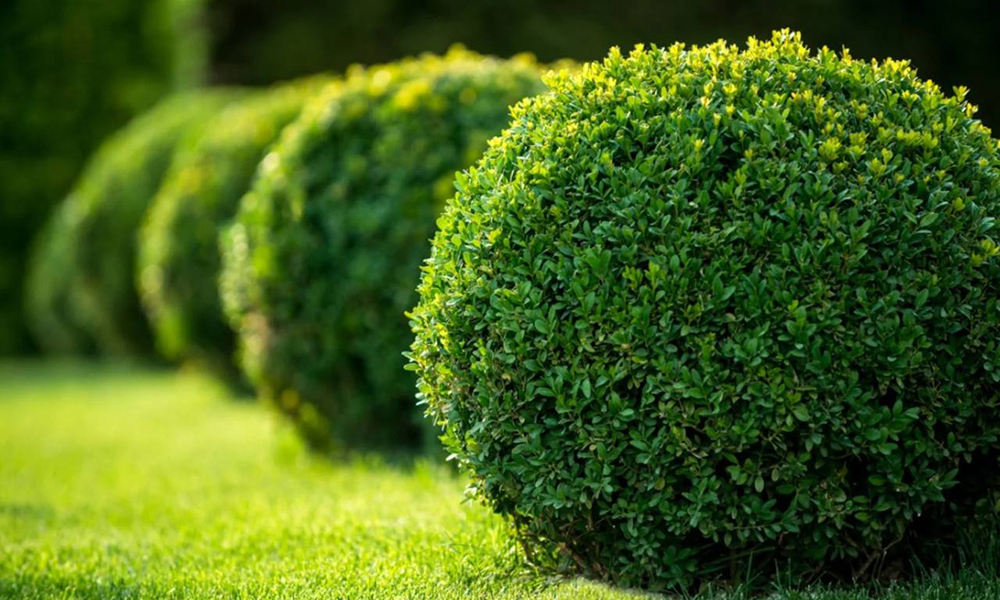 Дієта для самшиту. Як підгодовувати самшит, уражений вогнівкою?