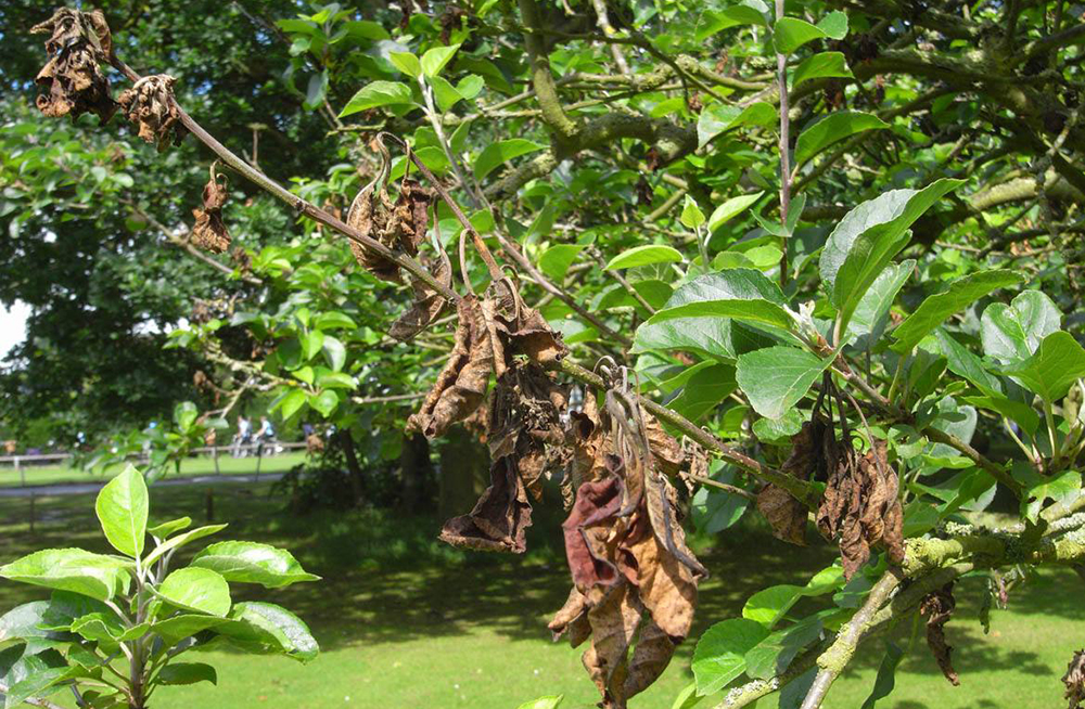 Як боротися з фузаріозом?