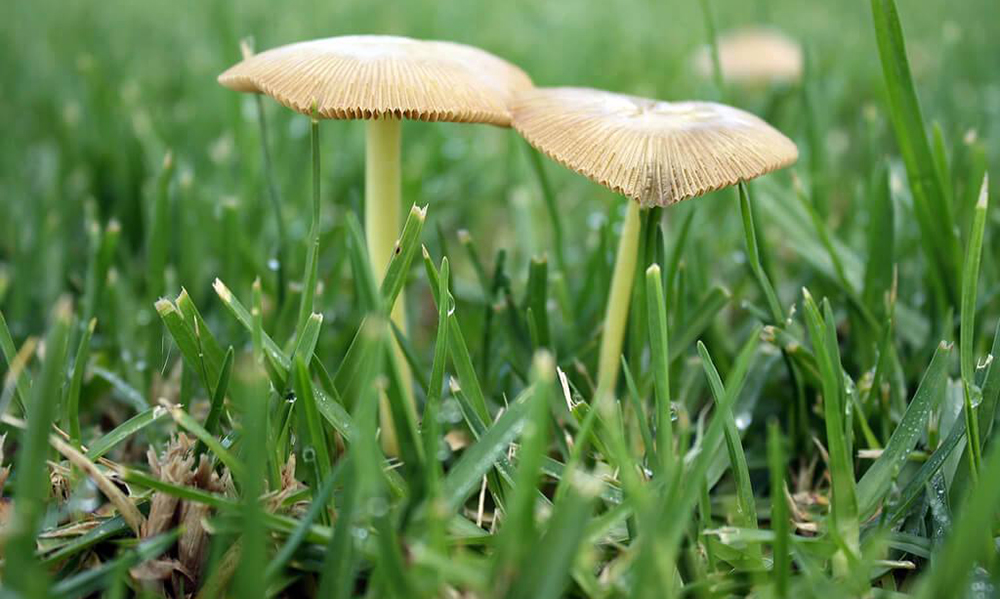 Гриби на газоні — не привід для паніки
