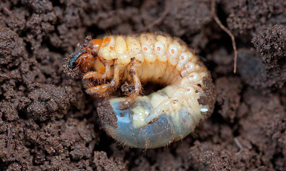 Хрущ. Перемога в наших руках