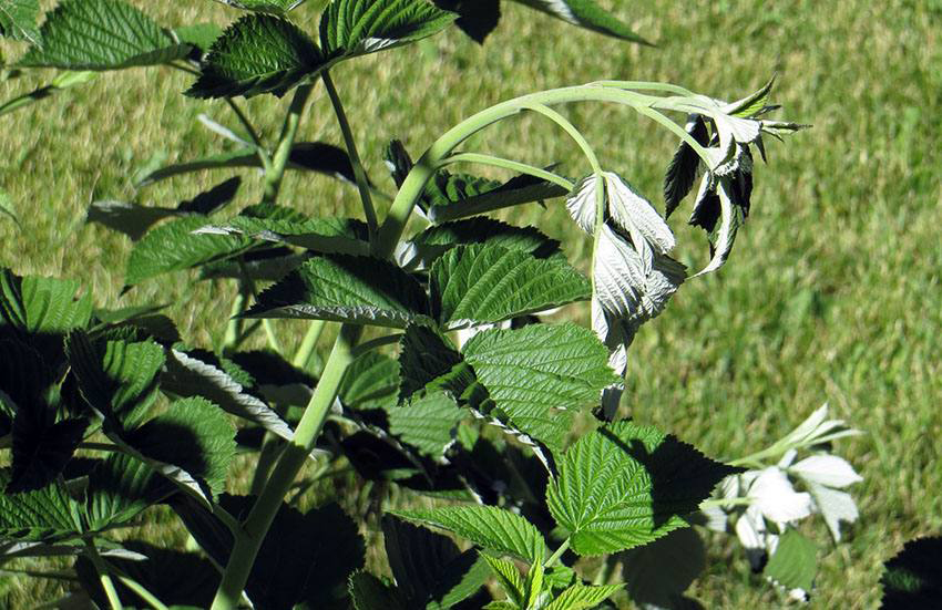 Малинова муха. Рятуємо малину правильно