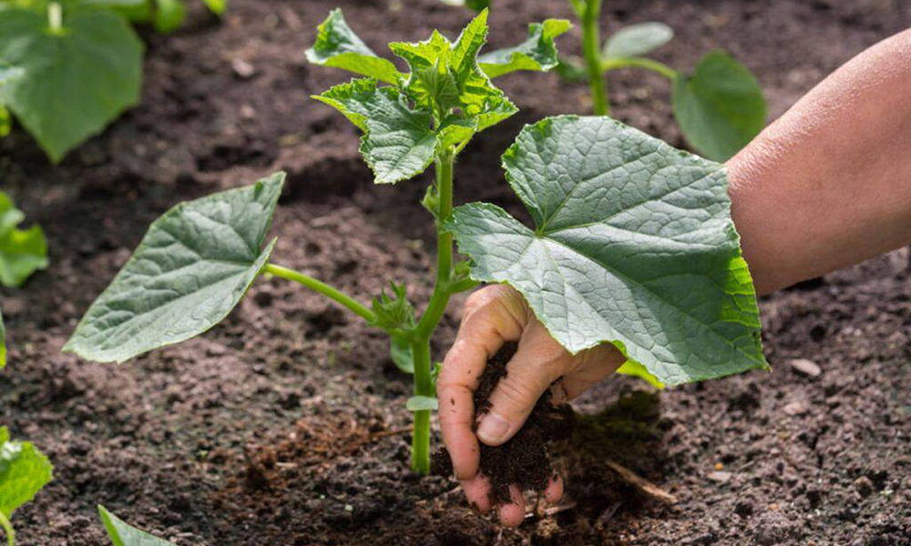 Коли і як висаджувати розсаду огірків у відкритий грунт?