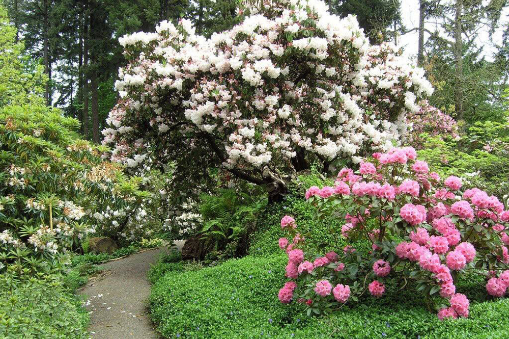 Догляд за рододендронами і магноліями після цвітіння
