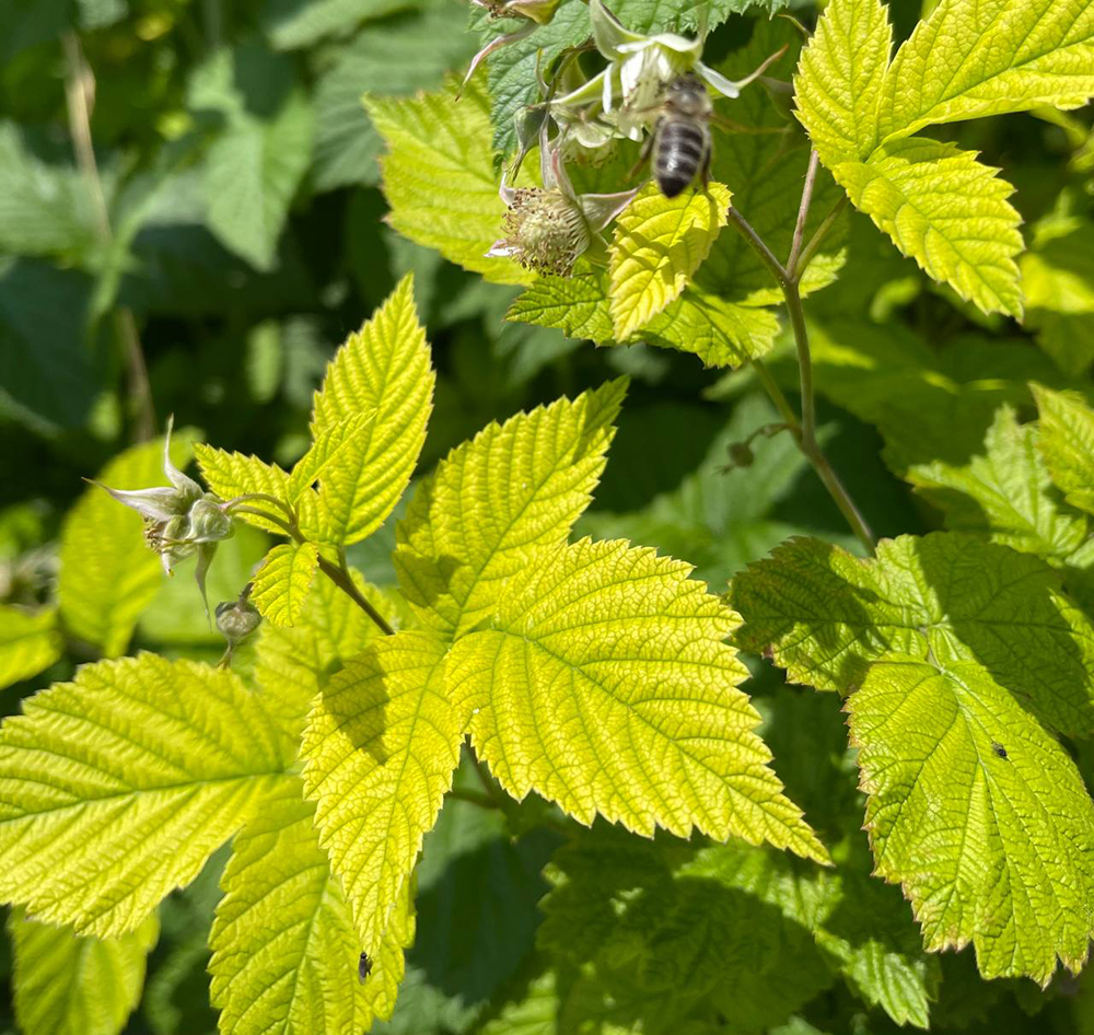 Хлороз. Причини. Лікування. Наслідки