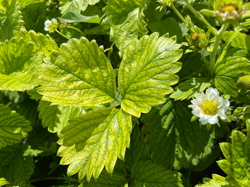 Хлороз плодових і ягідних рослин. Що робити?