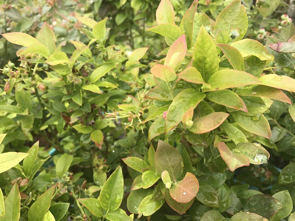 Чого не вистачає лохині? Чому у лохини червоніє листя?