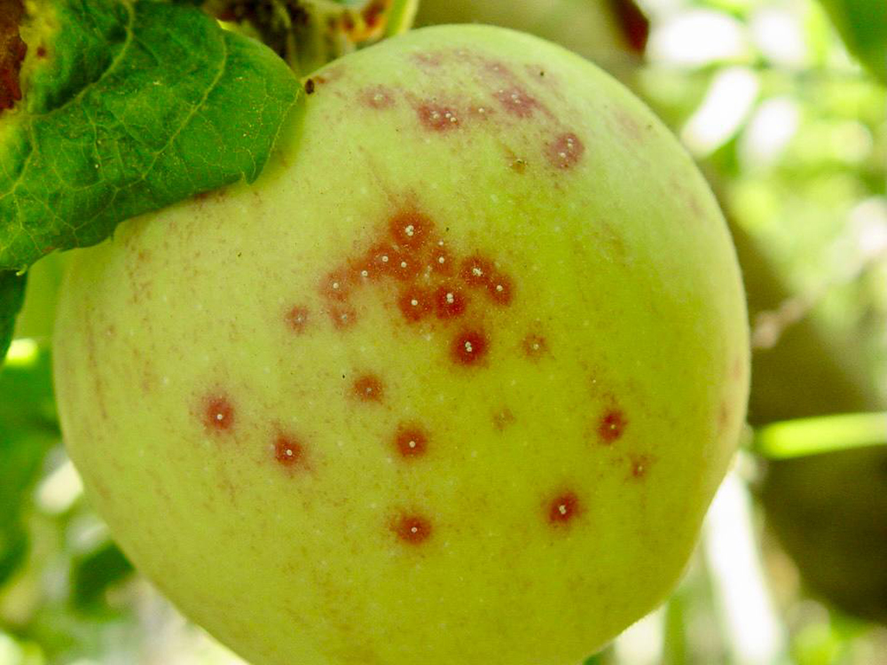 Щитівка на плодових та ягідних культурах. Методи боротьби та профілактика