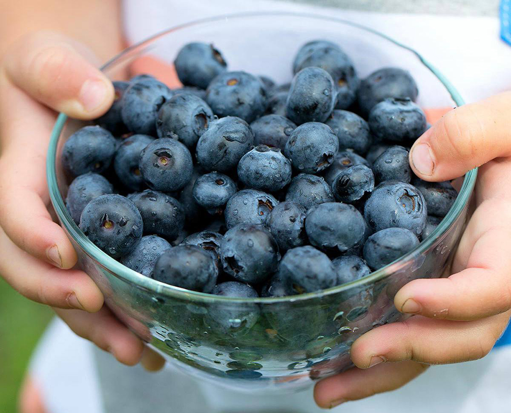 Корисні властивості і протипоказання лохини