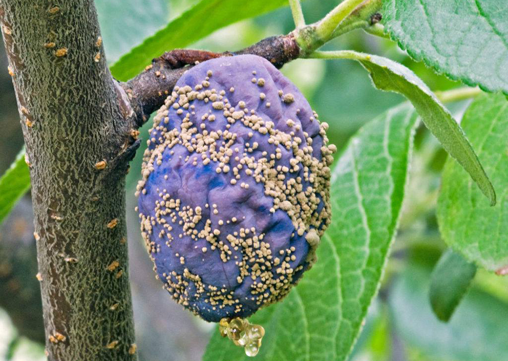 Моніліоз або чому гниють плоди? Як запобігти катастрофі? Ефективні методи боротьби і нові препарати проти плодової гнилі